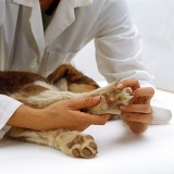 Vet examining front paw of Border Collie puppy