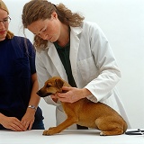 Vet examining neck glands of puppy