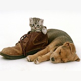 Puppy sleeping beside silver tabby kitten in a shoe