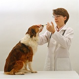 Vet Administering nasal vaccine for Kennel Cough
