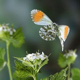 Orange-tip Butterfly in flight