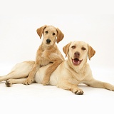 Yellow Labradoodle pup and Yellow Labrador