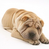 Shar-pei pup asleep