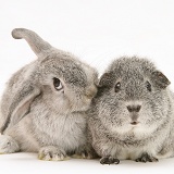 Young silver windmill eared rabbit and silver Guinea pig