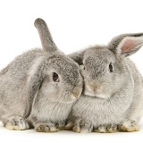 Young silver windmill eared rabbits