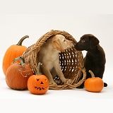 Yellow and Chocolate Retriever pups at Halloween