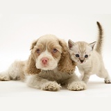 American Cocker Spaniel pup and kitten