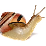 Striped snail