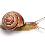 Striped snail