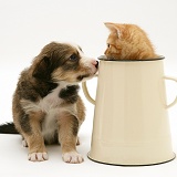 Border Collie pup with tabby kitten in an enamel metal pot