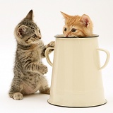 Tabby kitten with ginger kitten in an enamel pot