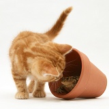 Ginger kitten inspecting a toad in a flower pot