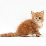 Ginger kitten, 6 weeks old, sitting