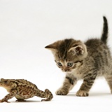 Tabby kitten and toad