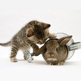 Tabby kitten with young rabbit in a watering can
