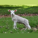 Lamb, 1 week old