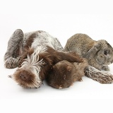 Spinone pup with Guinea pig and rabbit