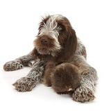 Spinone pup with rough haired Guinea pig