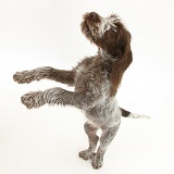 Spinone pup standing up on hind legs
