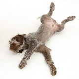 Spinone pup rolling