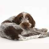 Spinone pup lying looking over his shoulder