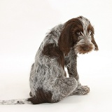 Spinone pup sitting looking over his shoulder