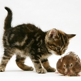 Tabby kitten with hamster
