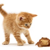 Ginger kitten and toad