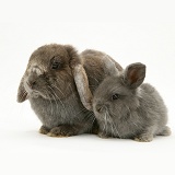 Grey mother and baby Lop Rabbits