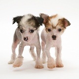 Naked Chinese Crested pups