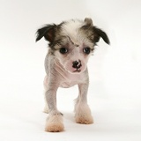 Naked Chinese Crested pup