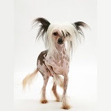 Naked Chinese Crested bitch