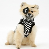 Pomeranian wearing pirate costume