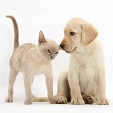 Yellow Labrador Retriever pup and young Burmese cat