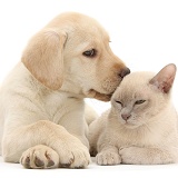 Yellow Labrador Retriever pup and young Burmese cat