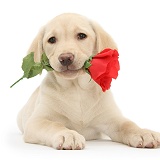 Yellow Labrador Retriever pup with rose