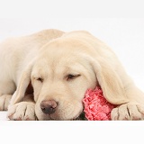 Yellow Labrador Retriever pup sleeping with a carnation