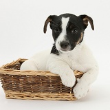 Jack Russell Terrier pup in a wicker basket