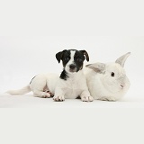Jack Russell Terrier pup with a white rabbit