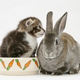 Tabby kitten in young Rex rabbit's food bowl