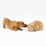 Puppy with dwarf Sandy Lop rabbit