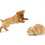 Puppy with dwarf Sandy Lop rabbit