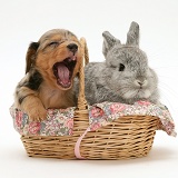 Dachshund pup with rabbit in a basket