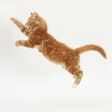 Ginger kitten leaping