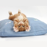Ginger kitten stretching out upside down on a cushion