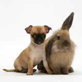 Chihuahua pup and Lionhead rabbit