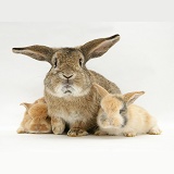 Sandy Lop rabbits