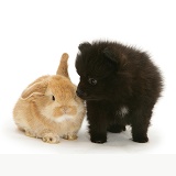 Black Pomeranian pup and Sandy baby rabbit