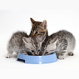 Silver and brown tabby kittens feeding from a bowl