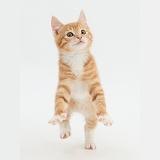 Ginger kitten jumping